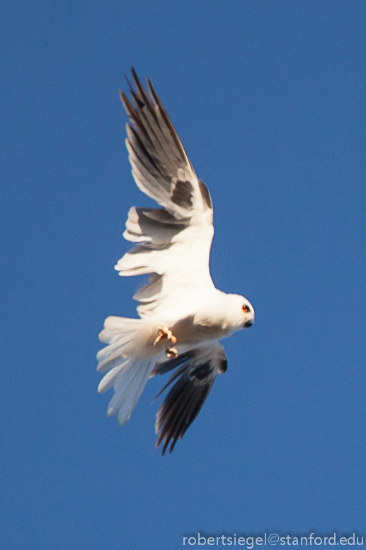 white-tailed kite